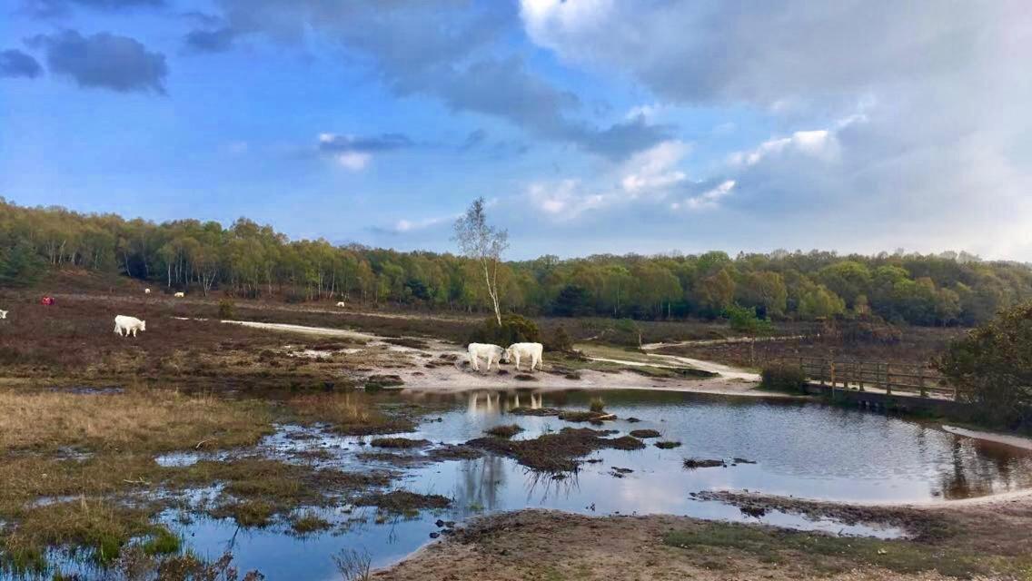The Wayside Shepherd Hut Beaulieu Eksteriør billede
